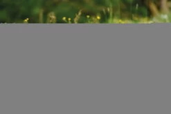 Nici 48605 Alpaka Chic Paka 25cm Stehend Plüsch Kuscheltier GREEN -Boutique-Laden für Plüschtiere 48607 14 48603 48605 48609 Milieu 2048x1366